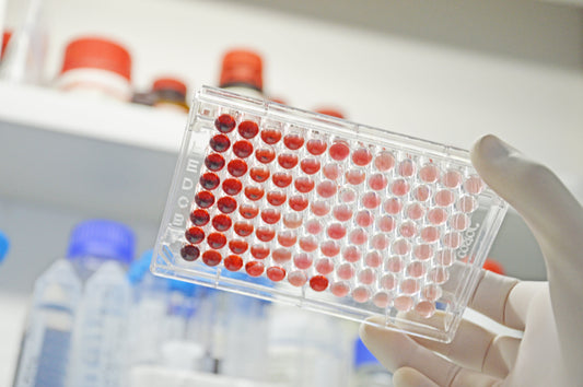 Resveratrolo: il polifenolo più studiato per protezione cellulare e longevità